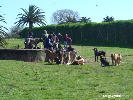 Montevideo129