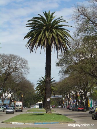 Montevideo163